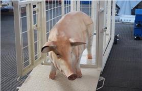  Весы животноводческие ЭЛЬТОН(Ск) -300 кг (1500 х 600) с подвесной клеткой - фото 4